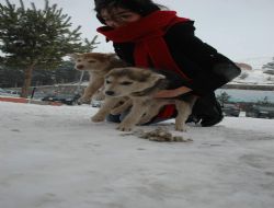 Sibirya köpekleri karın zevkini çıkardı